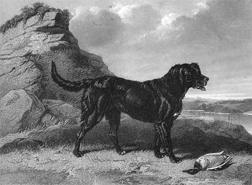 image of Tar the retriever