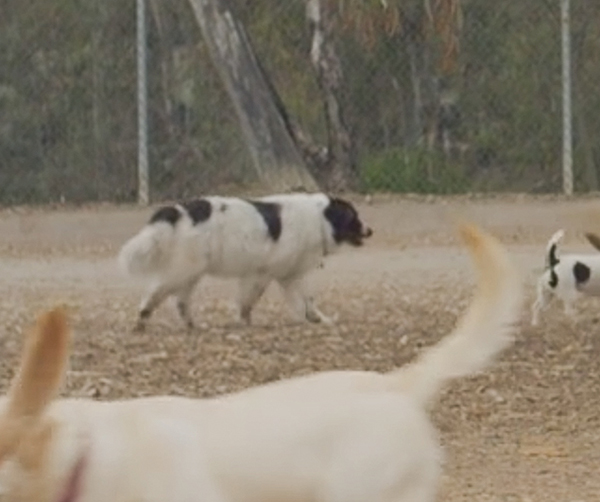 dog park movie image