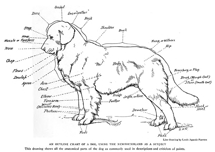 newf drawing