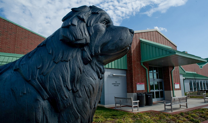 nc state veterinary hospital newfoundland statue